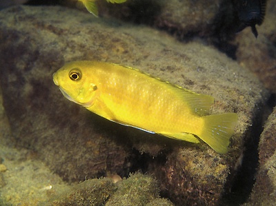 Tropheops sp. 'black dorsal' Chimwalani Reef